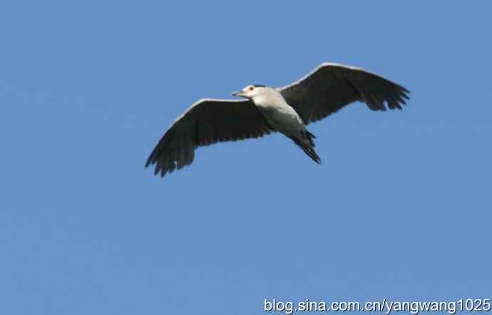 飞（夜鹭） wbr3