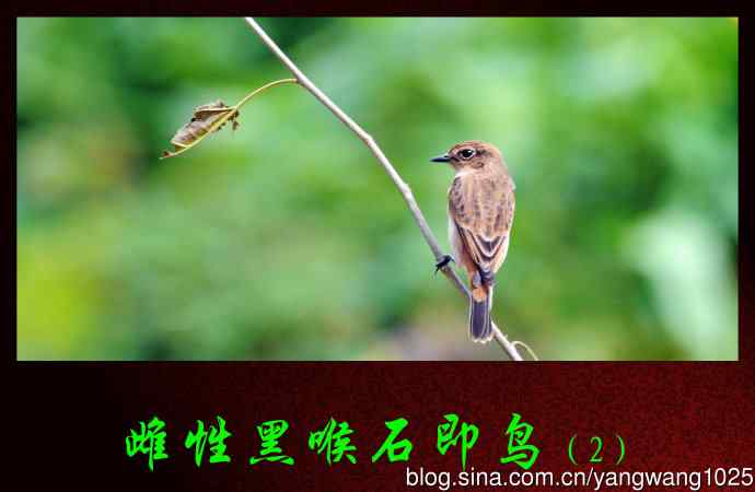 北京天坛公园的鸟类——雌性黑喉石即鸟（2）