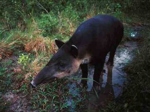 独角兽：传说的兽原型探秘（独角犀）