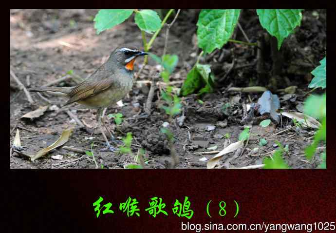 北京天坛公园的鸟类——红喉歌鸲（8）