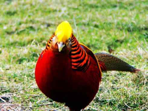 凤凰：传说中的鸟原型探秘（锦鸡）