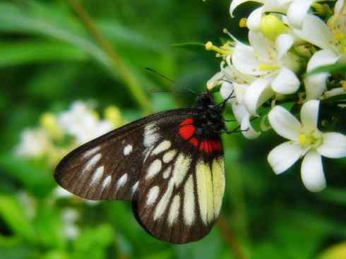 自然奇观：动物大迁徙(帝王蝶）