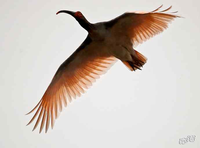 朱鹮&nbsp;wbr路&nbsp;wbr吉祥之鸟