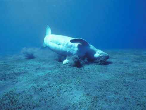 美人鱼：传说的兽原型探秘（儒艮）