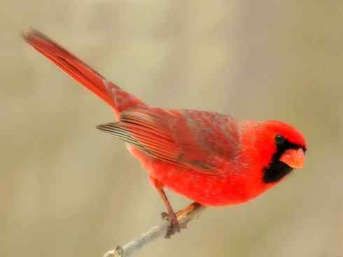 美丽无罪：雀鸟之彩鹀