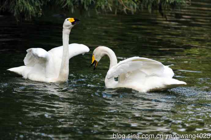 白天鹅之舞（5）