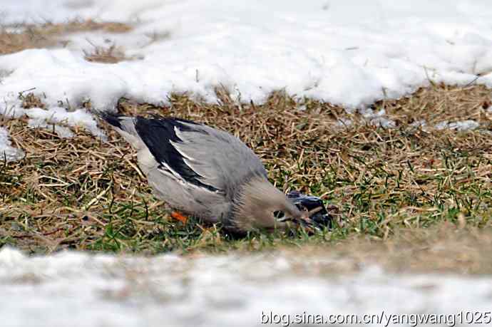 丝光椋(liang)鸟 丝光椋(liang)鸟