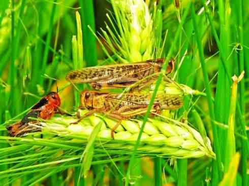 自然奇观：动物大迁徙(东亚飞蝗）