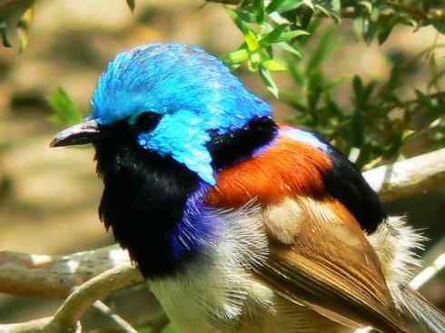 美丽无罪:雀鸟之鹩莺