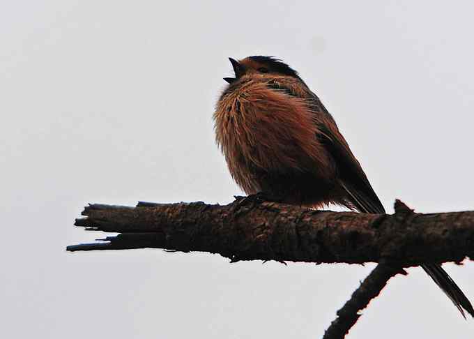 北京植物园赏鸟（四），银喉长尾山雀（组图）