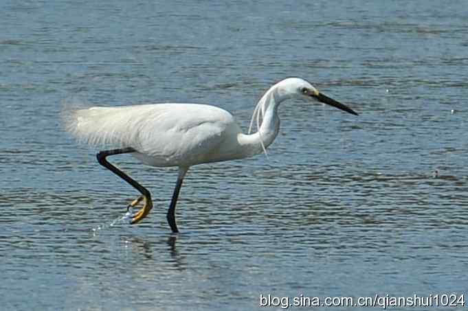 凌波仙子.白鹭海滨写真(北戴河)