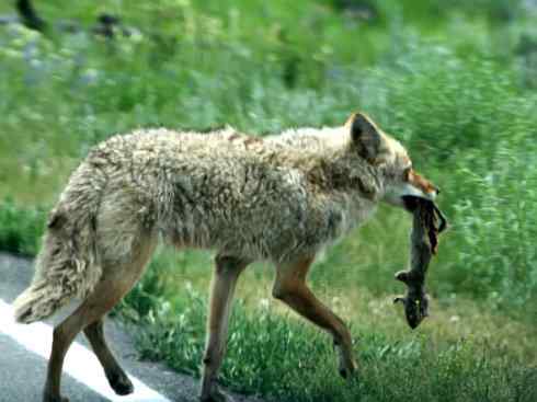 犬科:犬亚科犬属之郊狼、红狼 犬科:犬亚科犬属之郊狼、红狼