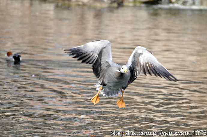 飞(斑头雁) 飞(斑头雁)