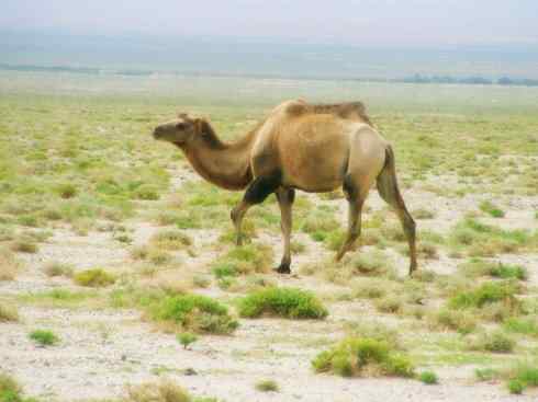 绝色攀禽：佛法僧目之蜂虎4