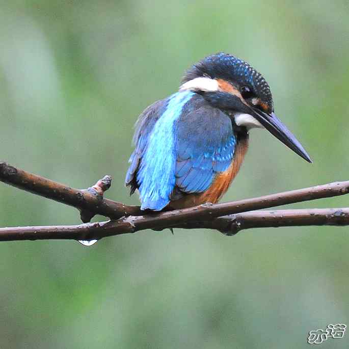 圆明园拍鸟——雨天的小翠