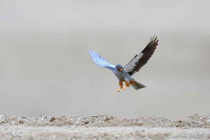 阿穆尔隼与普通燕鸻（生境）