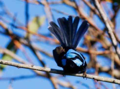 美丽无罪：雀鸟之鹩莺