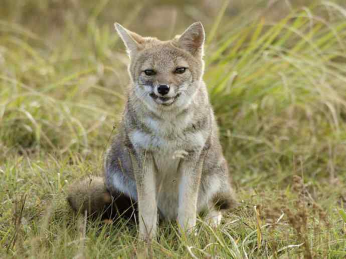 犬科：狐亚科伪狐属之高地狐、河狐、秘鲁狐