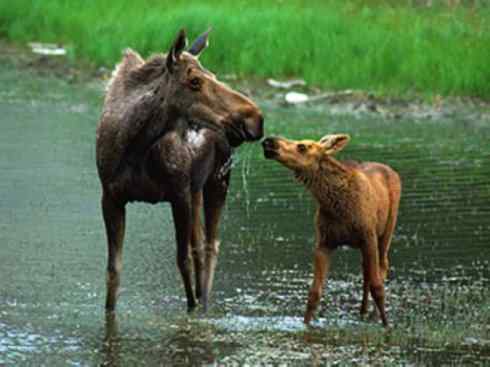 麒麟：传说的兽原型探秘（驼鹿）