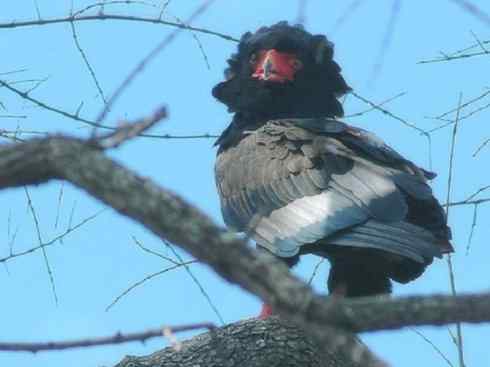 十大喜食蜂蜜动物：凤头蜂鹰