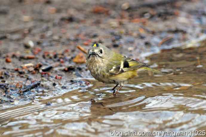 浴(戴菊鸟) 浴(戴菊鸟)