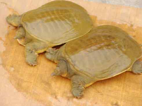 玄武：传说的兽原型探秘（鳖）