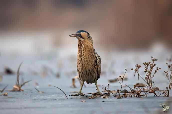 衡水湖的大麻鳽