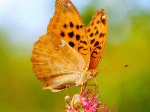 自然奇观：动物大迁徙(帝王蝶）