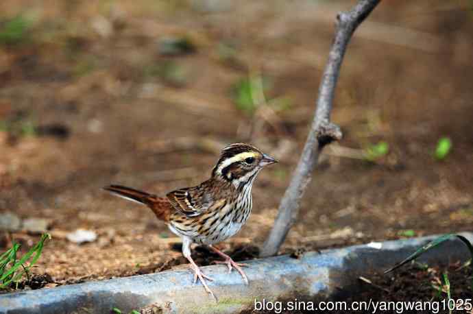 三道眉草鹀（2）