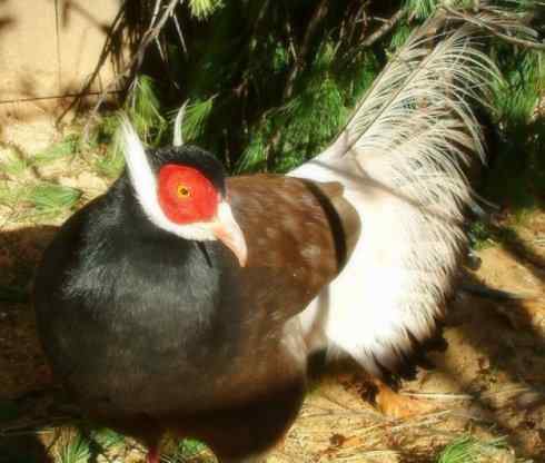 家禽驯化之源之五