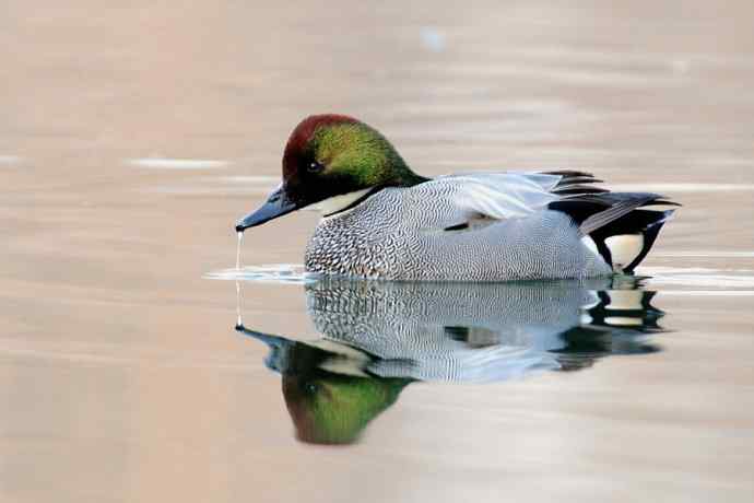 唐罗鸭 wbr八百里加急★