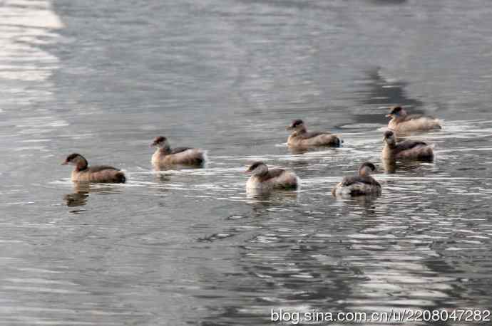 159.试用大白---家族