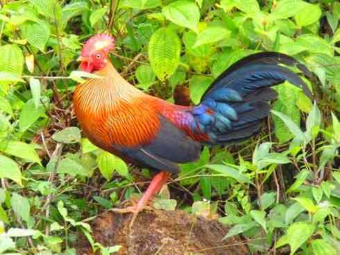 凤凰：传说的鸟原型探秘（原鸡）