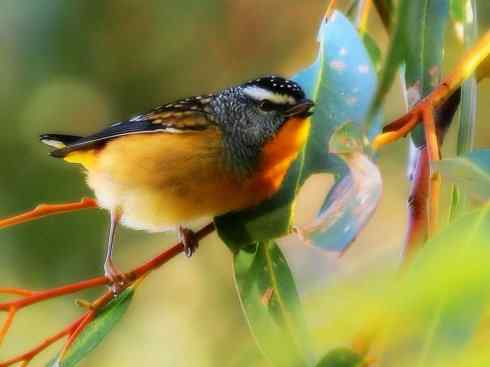 美丽无罪：雀鸟之欣赏