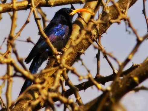 绝色攀禽：戴胜与林戴胜2