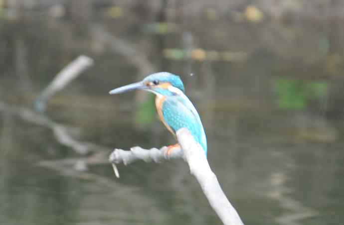 拍翠鸟（纪实）