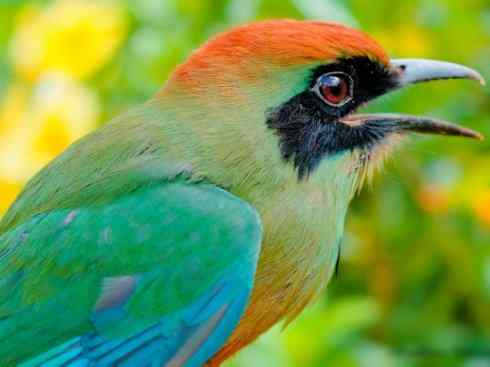 绝色攀禽:佛法僧目之翠鴗2 绝色攀禽:佛法僧目之翠鴗2