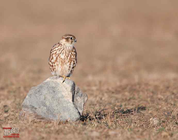 官厅水库&nbsp;wbr路&nbsp;wbr金秋十一猛