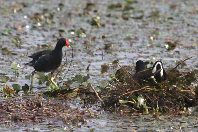 摄鸟拾趣（十九） wbr wbr黑水鸡