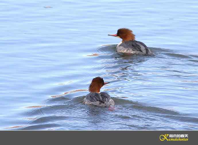 月亮湾拍的鈥溓锷逞尖潯臼蹬摹