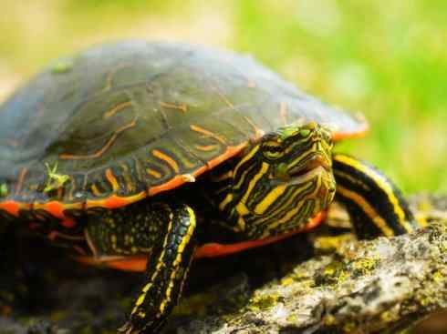 自然奇观：动物大迁徙(海龟类)