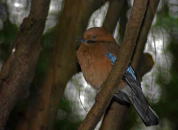 珠海独行（七）,未知鸟（组图）。