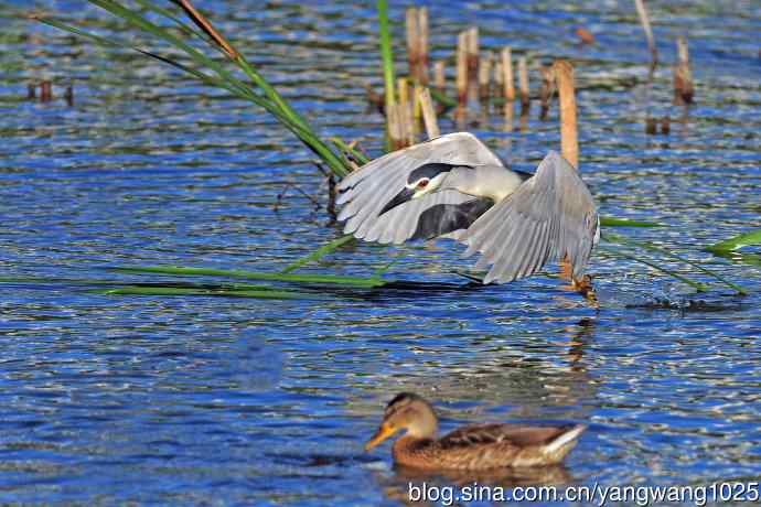 寻鱼的夜鹭（7）
