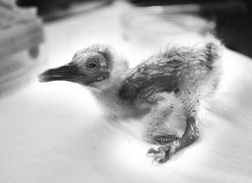 世界第一只全人工孵化的朱鹮 世界第一只全人工孵化的朱鹮