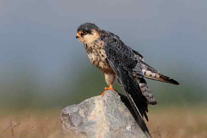 阿穆尔隼：野鸭湖黎明观猛*