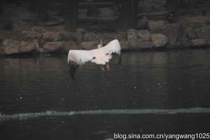 再拍鹈鹕 wbr11 再拍鹈鹕 wbr11