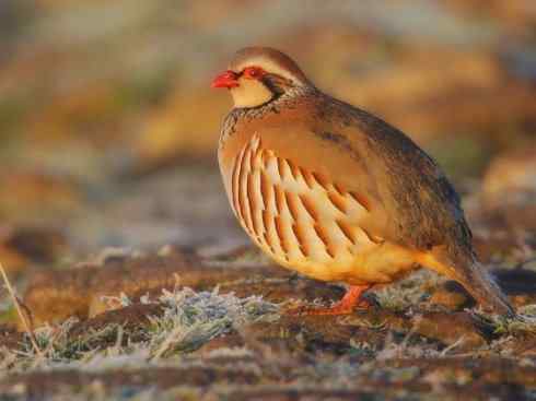 家禽驯化之源之九