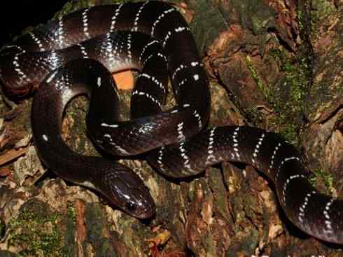 龙：传说的兽原型探秘（环蛇类）