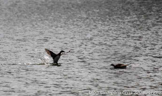159.试用大白---家族