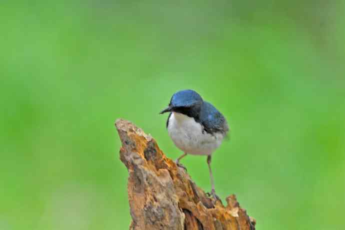 雄性蓝歌鸲（11）